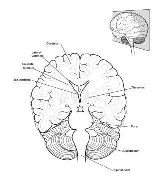 Cerebral Cortex Histology Labeled