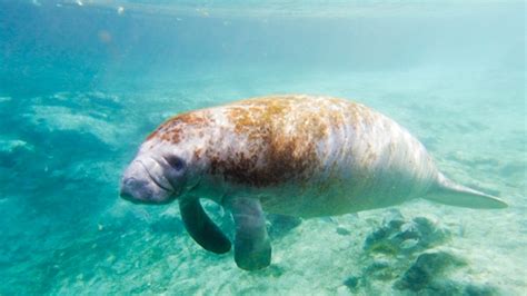 Swimming with Manatees in Crystal River, FL - Wander The Map