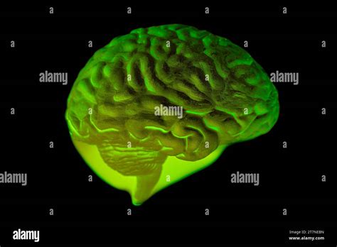 Lobes Et Fonctions Du Cerveau Humain Banque De Photographies Et D