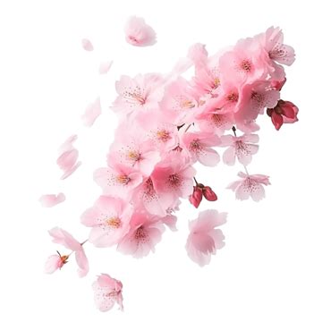 Flying Sakura Petals Flying Sakura Petal PNG Transparent Image And