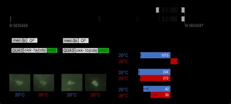 Ckk 1 Subcellular Localization In Flp A Schematic Of Ckk 1 Gene Locus Download Scientific