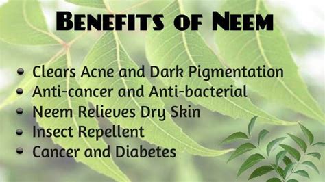 Neem Benefits - Ever Living Herbs