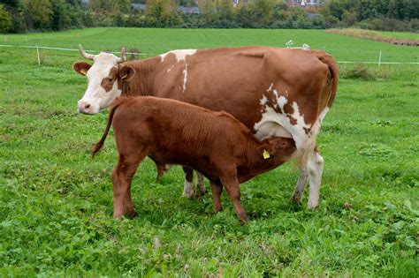 FiBL Production laitière les vaches peuvent être traites même si