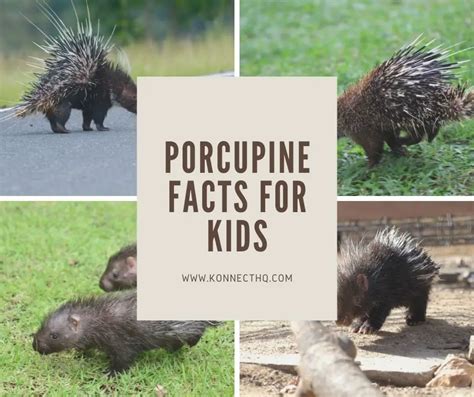 Porcupine Facts for Kids - KonnectHQ