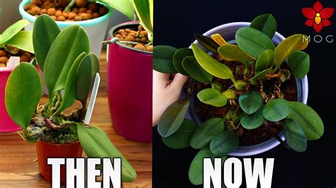 Missorchidgirl My Orchids Then And Now 7 Fast Vs Slow Growing Orchids