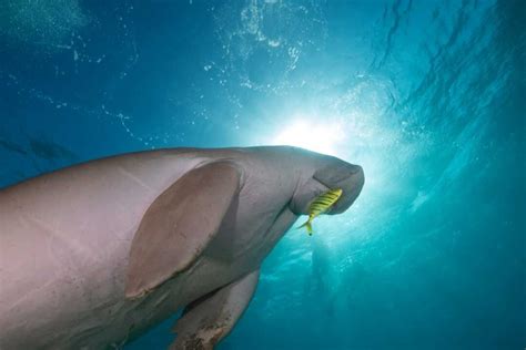 Facts About Dugongs Factopolis