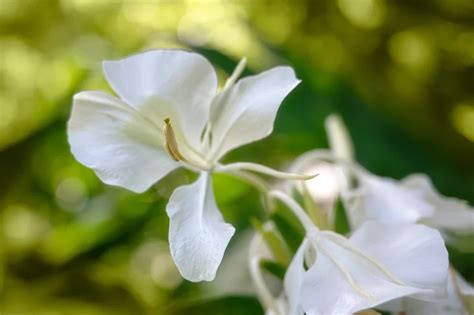 Lírio do brejo conheça essa planta Blog da Cobasi