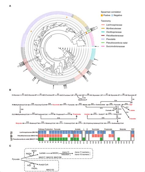 A The Phylogenetic Tree Of Fff Metagenome Assembled Genomes MAGs