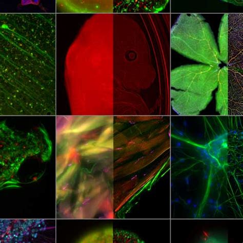 Guide to Live Cell Imaging - Microscopy Focus