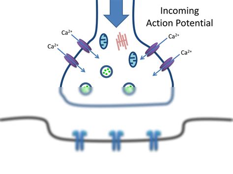 SOLUTION: A level biology synapses part 2 - Studypool