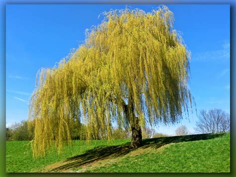 Südpark-Trauerweide im April Foto & Bild | pflanzen, pilze & flechten ...