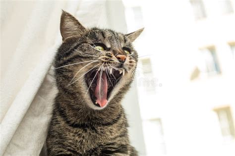 Angry cat stock photo. Image of hissing, eyes, portrait - 51209426