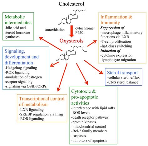 Biomolecules Free Full Text Oxysterols And Their Cellular Effectors