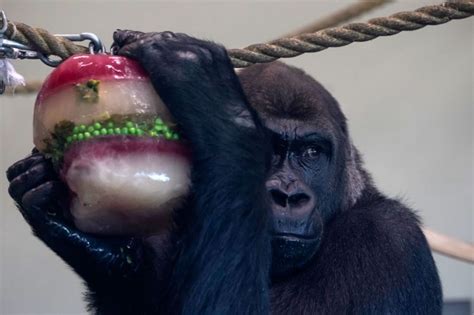 Zoo animals open food-filled Christmas presents - BBC News