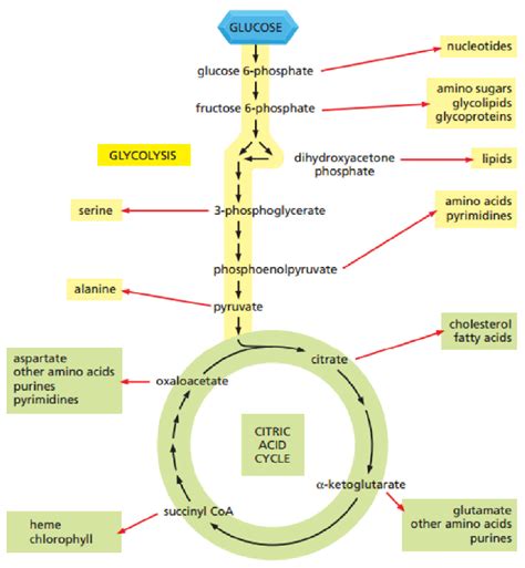 Citric Acid Cycle Aerobic Metabolism