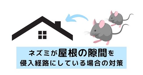 ネズミが屋根の隙間を侵入経路にしている場合の対策を解説 駆除plus 害獣駆除のプロが解説するお役立ち情報サイト