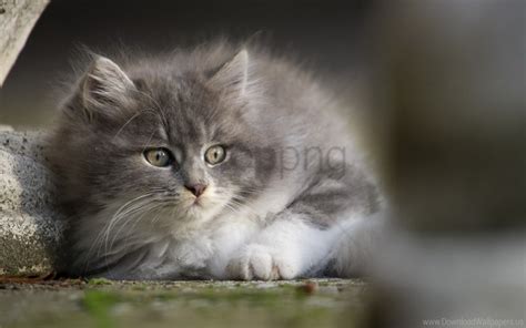 Free download | HD PNG eyes face gray kitten wallpaper background best ...