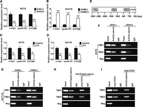 B Catenintcf4 Complex Promotes Cytor Transcription In Colon Cancer Download Scientific Diagram