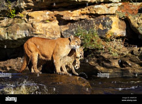 Captive mountain lion mother and two cubs (cougar) (Felis concolor ...