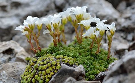 Saxifraga tombeanensis
