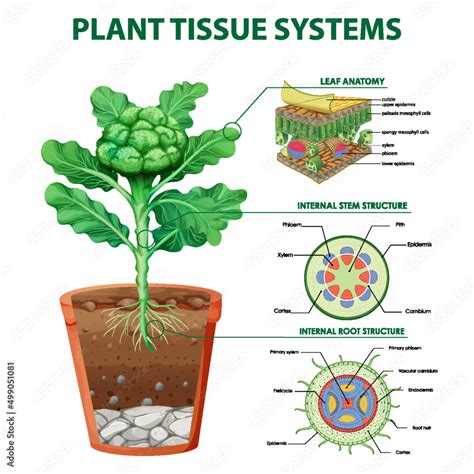 Diagram showing plant tissue systems Stock Vector | Adobe Stock