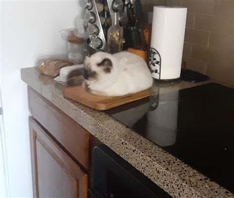 10000 best Bread images on Pholder | Garlic Bread Memes, Bread Stapled ...