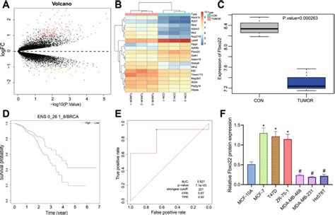 Mcf 7 Luminal A Cancer Cell Line ATCC Bioz