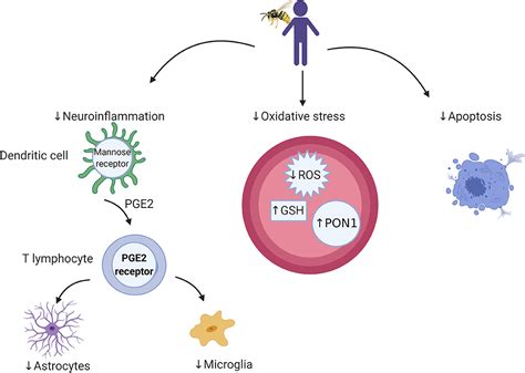 Frontiers Bee Venoma Potential Complementary Medicine Candidate For