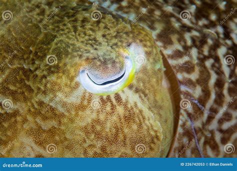 Detail of a Cuttlefish Eye and Skin Stock Image - Image of habitat ...