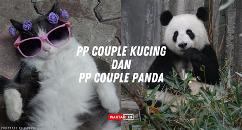kumpulan pp couple kucing  pp couple panda terbaru