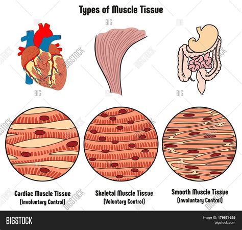 Cardiac Smooth And Skeletal Muscle