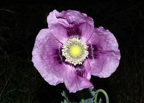 Adormidera Papaver Somniferum