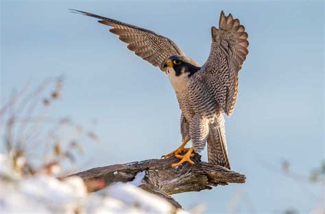 Falcon Animal Totem Meaning and Falcon Symbolism on Whats-Your-Sign