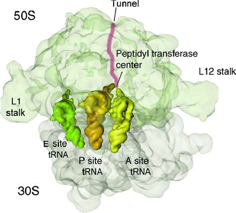 Structure And Functional Sites Of Bacterial Ribosomes Download