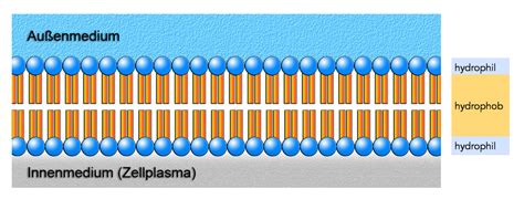 Diffusion Durch Eine Membran