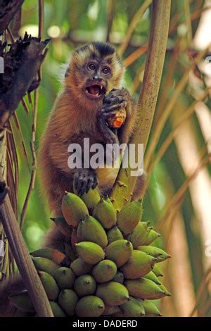 Capuchins Ring Tailed Monkeys Cebus Spec Sitting And Sticking Out