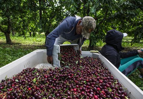 Northwest Cherry Growers Set June Shipping Record The Seattle Times