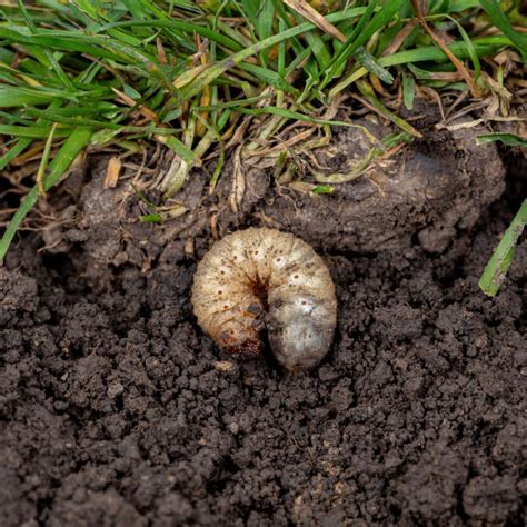 How To Eliminate Grubs In Your Yard This Spring Forever