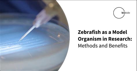 Zebrafish as a Model Organism in Research: Methods and Benefits