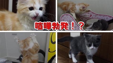 いきなり喧嘩勃発！？初めて対面した新入り子猫と追いかけっこして遊ぶ先住猫！距離がちょっとだけ縮まった気がした Youtube