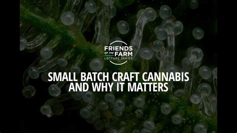 Small Batch Craft Cannabis And Why It Matters Youtube