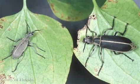 Blister Beetles