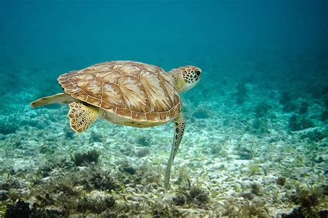 Critically Endangered Hawksbill Turtle St Ives Photographic Club