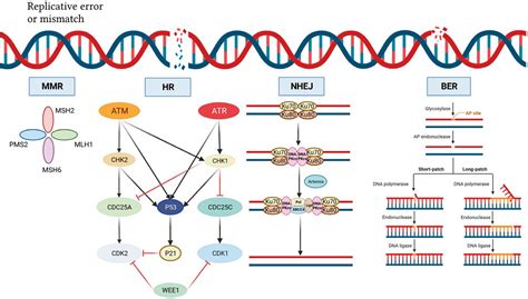 Advances In Atm Atr Wee1 And Chk12 Inhibitors In The Treatment Of