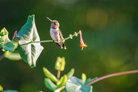 7 Hummingbirds In Arkansas Common Rare Golden Spike Company