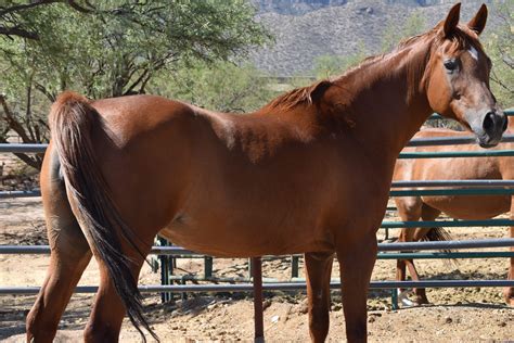 History and Terminology – Desert Heritage Arabians