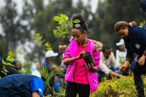 Plantar árboles Para Compensar El Co2 Es Una Solución Pero No Milagrosa