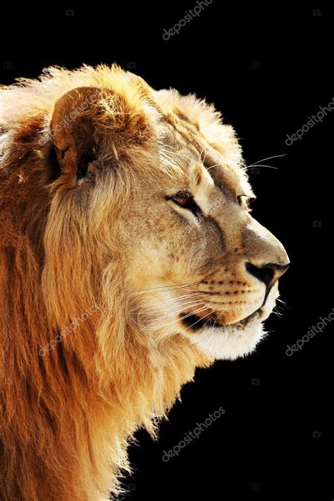 Lion S Portrait Stock Photo Dedmorozz