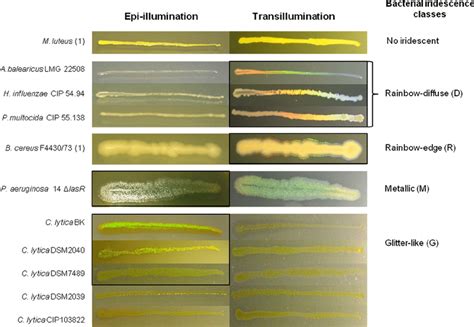 Examples Of Bacterial Colonies Belonging To Different Structural Color