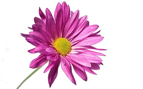 purple flower white backgrounds wallpaper cave